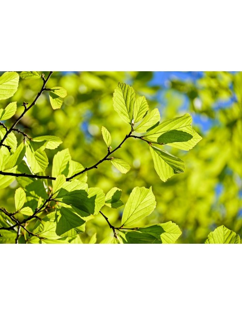 Plantarea pomilor,...